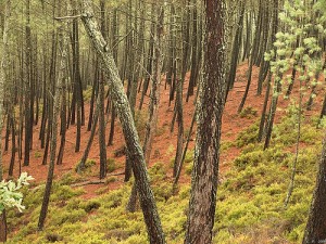 Fin de semana en Galicia