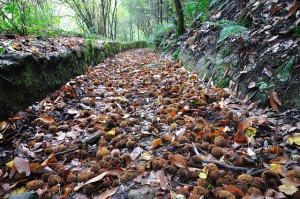 Senda baixo os Castiñeiros Sendero bajo los Castaños
