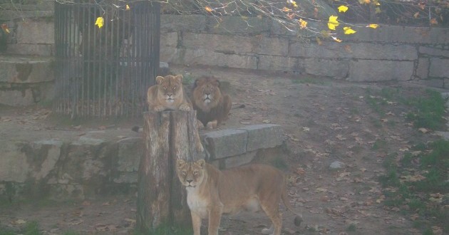 Parque zoológico de A Madroa